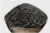 Cassia tora