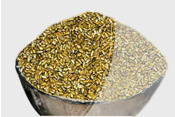 Sesbania seeds